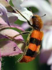 Trichodes bibalteatus