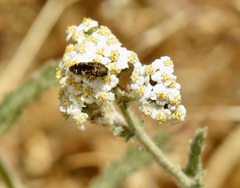 Acmaeodera connexa