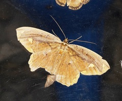 Pareumelea eugeniata