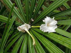 Dolichandrone spathacea