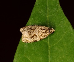 Phaecasiophora leechi