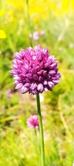 Allium rotundum jajlae