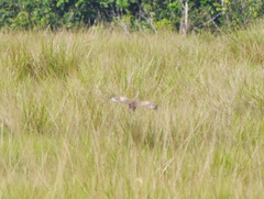 Lissotis melanogaster