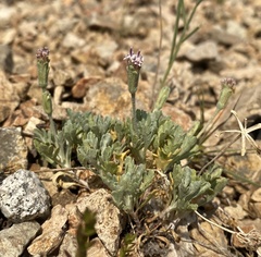 Chaenactis evermannii