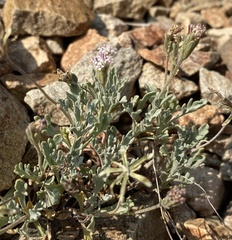 Chaenactis evermannii