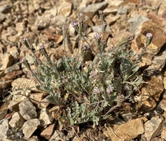 Chaenactis evermannii