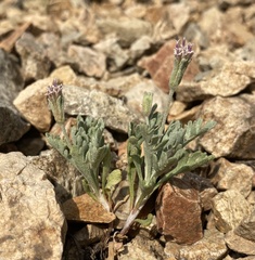 Chaenactis evermannii