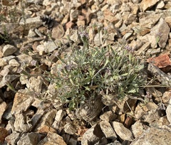 Chaenactis evermannii