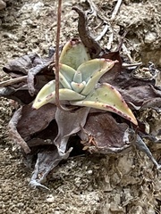 Dudleya nubigena