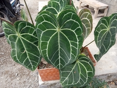 Anthurium clarinervium