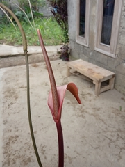 Anthurium clarinervium