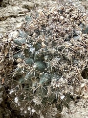 Mammillaria petrophila