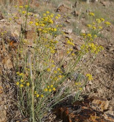 Bupleurum bicaule