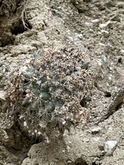 Mammillaria petrophila