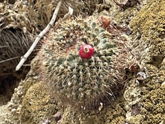 Mammillaria petrophila