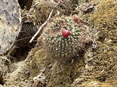 Mammillaria petrophila