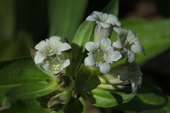 Gentiana tibetica