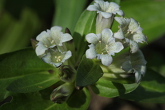 Gentiana tibetica