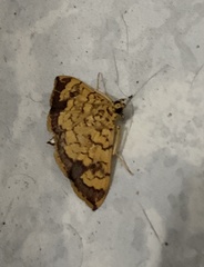 Portentomorpha xanthialis