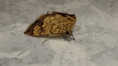 Portentomorpha xanthialis