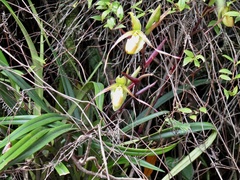 Phragmipedium longifolium