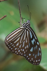 Ideopsis vulgaris macrina