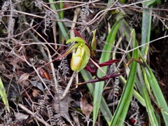 Phragmipedium longifolium
