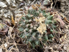 Mammillaria petrophila