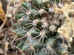 Mammillaria petrophila