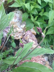 Froelichia arizonica