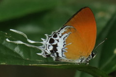 Eooxylides tharis distanti