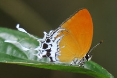 Eooxylides tharis distanti