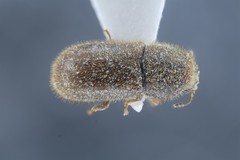 Cis punctifer