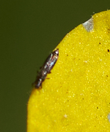 iNaturalist observation photo of Thrips