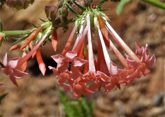 Ipomopsis aggregata collina