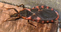 Triatoma sanguisuga