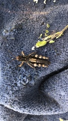 Melanoplus fasciatus