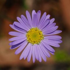 Brachyscome rigidula