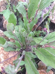 Froelichia arizonica
