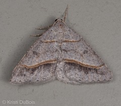 Digrammia neptaria