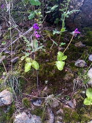 Pinguicula macrophylla