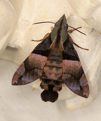 Macroglossum passalus