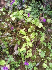 Pinguicula macrophylla