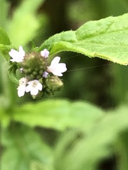Verbena