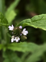 Verbena