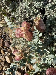 Astragalus oophorus
