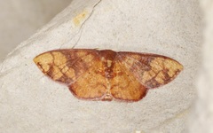 Metallaxis semipurpurascens