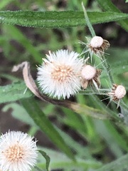 Erigeron