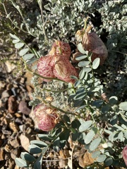 Astragalus oophorus