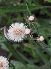 Erigeron